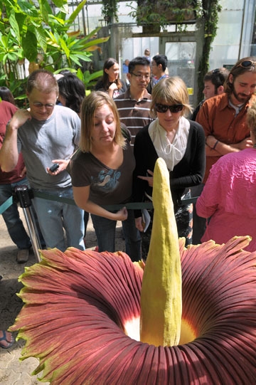 Corpse Flower Begins to Unfurl, Releasing Characteristic Foul Odor | UWire